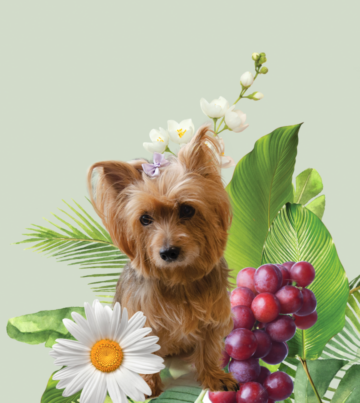 TESTE EM ANIMAIS: REPROVAMOS!                        POR INOCÊNCIA&nbsp;MANOEL