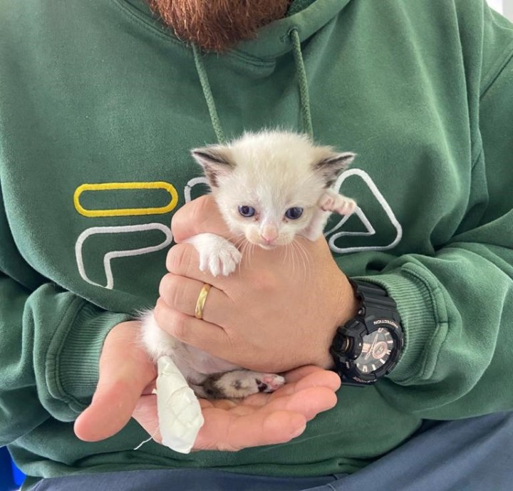 Resgatamos uma ninhada de gatinhos na Inoar&nbsp;Cosméticos